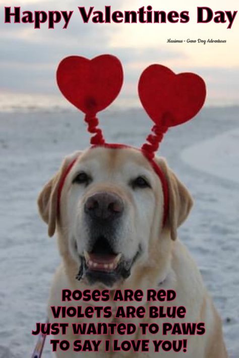 Puppy Valentines Pictures, Dog Valentines Sayings, Valentines Poems, Puppy Quotes, Valentines Day Memes, Puppy Valentines, Dog Lover Quotes, Valentine Poster, Valentines Day Dog