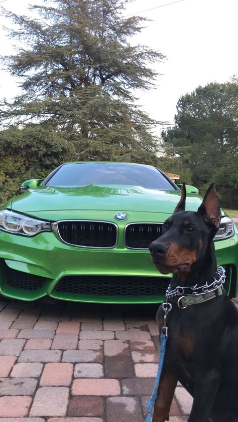 Bwm Walpeper, Doberman Puppy, Insta Profile Pic, Bmw Series, Dog Wallpaper, Bmw Cars, Life Goals, Doberman, Rottweiler