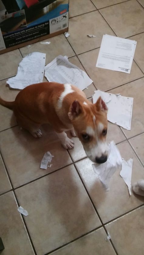 I thought the excuse, "My dog ate my homework." was a lie 😞 i guess not! Deebooooo lol but he is so cute! Dog Ate My Homework, Dog Eating, My Dog, Pitbull, Homework, So Cute, Dogs, Animals, Quick Saves