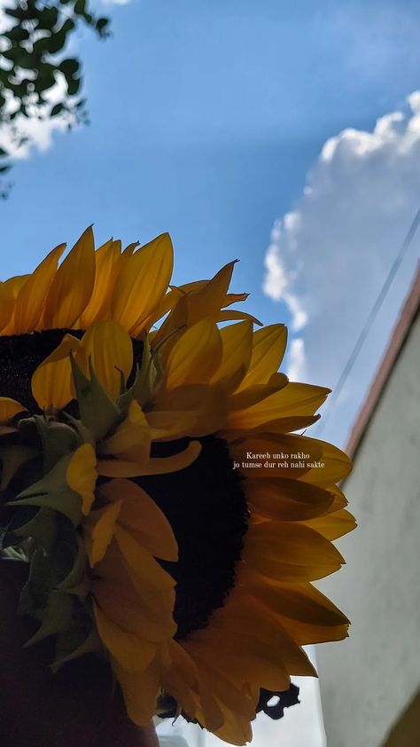 Sunflower Captions, Camera Drawing Art, Flower Captions, Ig Hacks, Aesthetic Outfits Plus Size, Aesthetic Snap, Snap Pics, Camera Drawing, Clever Captions