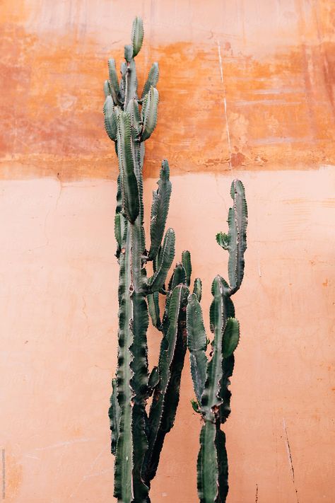 Cactus Against Orange Wall Download this high-resolution stock photo by Maja Topcagic from Stocksy United. Foto Muro Collage, Kaktus Dan Sukulen, Collage Des Photos, Cactus Planta, Perfect Gallery Wall, Gold Poster, Soyut Sanat Tabloları, Orange Walls, Orange Aesthetic