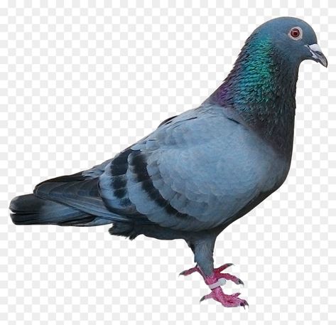 Pigeon Images Hd, Pigeon Png, Flying Pigeon, Aesthetic Vintage, Image Editing, Hd Images, Png Transparent, Transparent Png, Pigeon