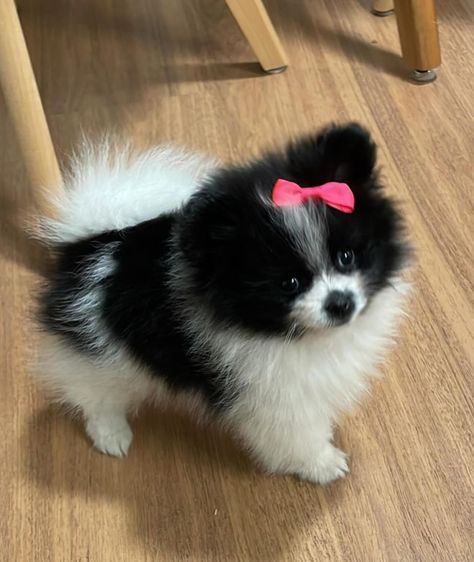 Spitz Lulu da pomerania Lei, Dogs, On Instagram, Quick Saves, Instagram