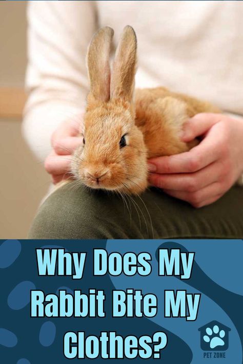 Explore why #rabbits bite clothes, delving into their behavior and providing easy tips to curb this habit in your pet #bunny. via @petzoneblog Bunny Behavior Meaning, Bunny Behavior, Pet Rabbit Clothes, Rabbit Behavior, Giant Rabbit, Bunny Room, Pet Bunny Rabbits, Raising Rabbits, Bunny Stuff