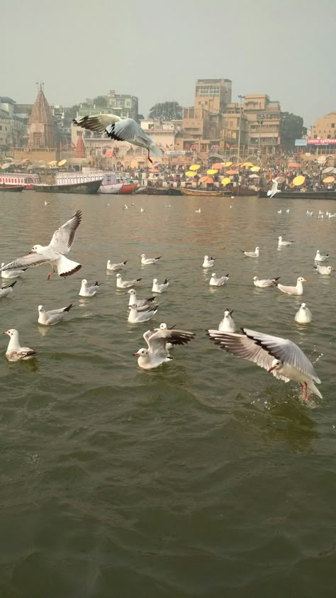 Siberian Birds in Varanasi Banaras Wallpapers, Banaras Trip, Banaras Aesthetic, Varanasi Aesthetic, Varanasi Photography Beautiful, Delhi Trip, Varanasi Photography, Mathura Vrindavan, Vrindavan Dham