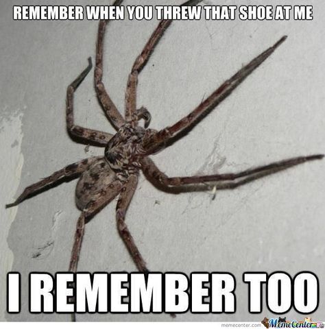 Funny Spider Memes, Spider Meme, Spiders Funny, Spiders Scary, Very Funny Memes, Creepy Crawlies, Funny Animal Memes, Really Funny Memes, Funny Pins