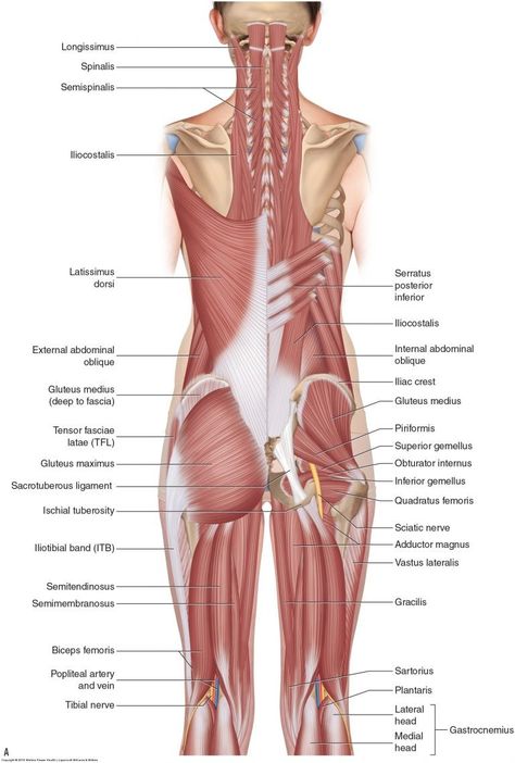 Hip Muscles Anatomy, Body Muscle Anatomy, Punkty Spustowe, Hip Anatomy, Human Muscle Anatomy, Basic Anatomy And Physiology, Lower Back Muscles, Anatomy Models, Human Body Anatomy