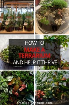 Diy Plant Aquarium, Outdoor Terrarium Ideas, Indoor Plant Terrarium, Cloche Terrarium Ideas, Closed Terrarium Ideas Diy How To Make, Terriums How To Make A, How To Make A Closed Terrarium, Large Terrarium Ideas Unique, Diy Closed Terrarium