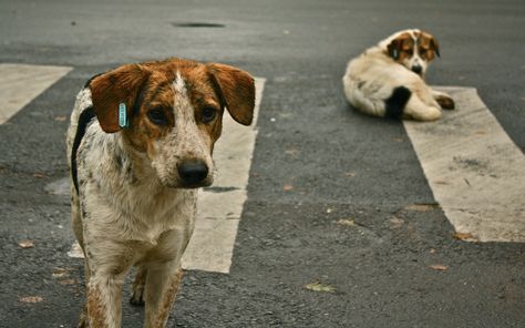 India’s Most Beloved Animal Shelter Faces Closure – How You Can Help! Street Dogs, Stop Animal Cruelty, Animal Control, Geocaching, Ford Mustang Gt, Samoa, Animal Welfare, Animal Rights, Stray Dog