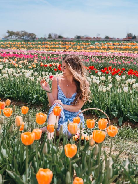 Visiting Texas Tulips: Everything You Need To Know Texas Tulips, Coastal Background, Tropical Landscaping Ideas, Yard Garden Ideas, Tulip Field, Wallpaper Beach, Coastal Wallpaper, Spring Photoshoot, Farm Photography