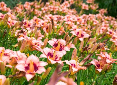 Many types of lilies, including the daylily, are extremely toxic to cats. Small portions can cause kidney failure if ingested. Reblooming Daylilies, Cat Safe Plants, Strawberry Candy, Best Perennials, Zone 9, Daylilies, Flowers Perennials, Landscaping Plants, Perennial Plants