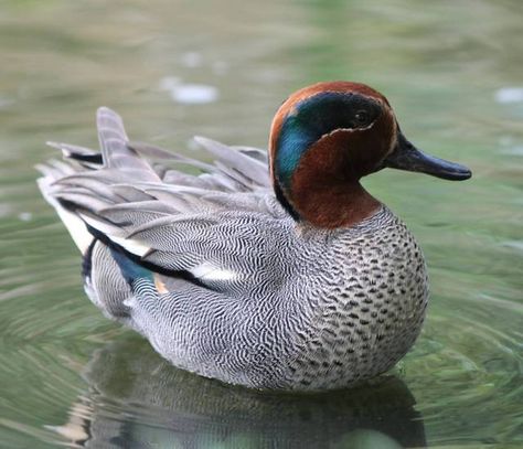 Eurasian Teal or Common Teal (Anas crecca) Hunting Drawings, Waterfowl Art, Golden Plover, Duck Species, Teal Duck, Duck Breeds, Duck Tattoos, Duck And Ducklings, Duck Photo