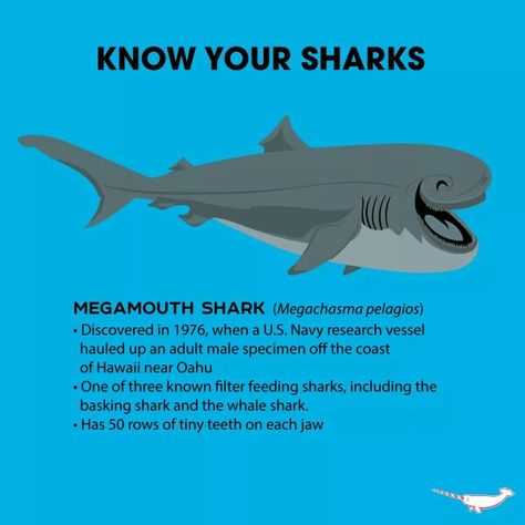 Megamouth shark Different Kinds Of Sharks, Know Your Sharks, Sharks Facts, Hammerhead Shark Facts, Megamouth Shark, Facts About Sharks, Tiger Shark Facts, Fun Facts About Sharks, Misunderstood Shark