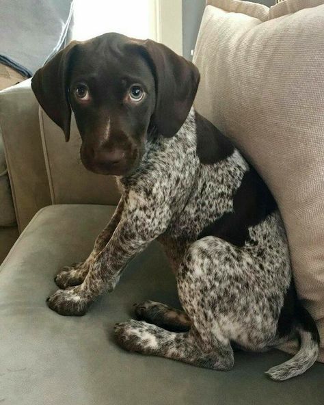 German Short Hair, German Short Haired Pointer Puppy, Beauceron Dog, German Pointer, Gsp Dogs, Girl Dog Names, Gsp Puppies, German Shorthaired Pointer Dog, Pointer Puppies