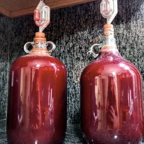 Prickly Pear Wine Recipe, Prickly Pear Recipes, Cactus Recipe, Pear Wine, Pear Preserves, Gastro Obscura, Cactus Pears, Pear Liqueur, Mead Recipe