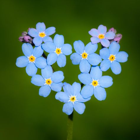 Photograph a blue heart by Øistein Haugsten Holen on 500px Plant Fungus, Blue Hearts, Wonderful Flowers, Heart Flower, Flower Fairies, Little Flowers, Blue Heart, Flowers Nature, Heart On