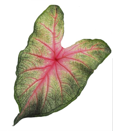 Caladium Tattoo, Art With White Background, Paper Plants, Green Sticker, Gcse Art, Collage Design, Graphic Design Fun, Long Tail, Green And Pink