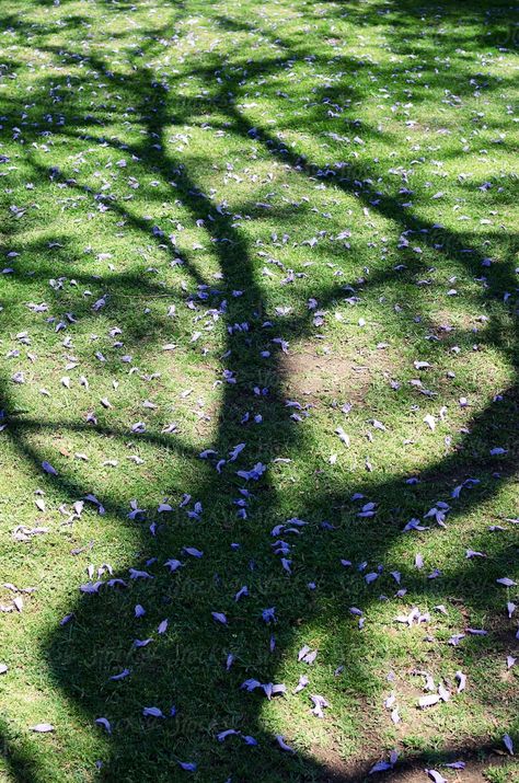 Green And Violet Aesthetic, Green Purple Aesthetic, Kayla Aesthetic, Purple Green Aesthetic, Green And Purple Aesthetic, Purple And Green Aesthetic, Shadow Landscape, Shadow Tree, Tree Shadow