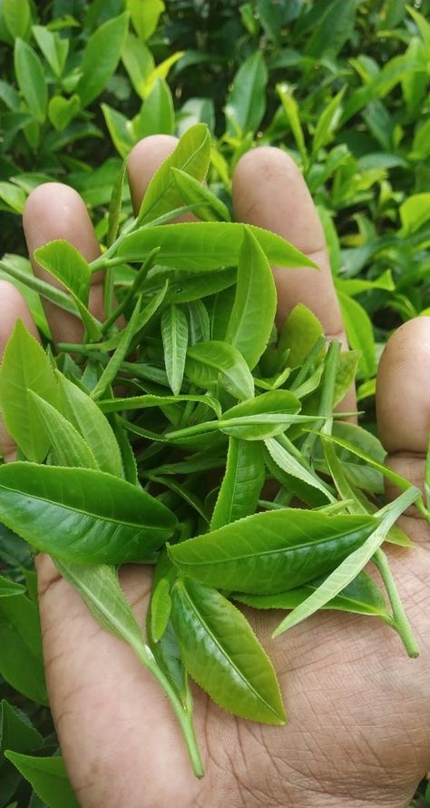 Camellia Sinensis Plant, Herbal Leaves, Assam Tea, Darjeeling Tea, Indian Tea, Tea Plant, Herbal Plants, Camellia Sinensis, Pose Style