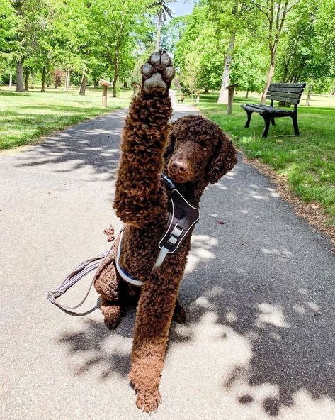 Toy Poodle Haircut Styles, Standard Poodle Teddy Bear, Poodle Teddy Bear Cut, Standard Poodle Cuts, Cocker Spaniel Poodle Mix, Puppy Pfp, Standard Poodle Haircuts, Toy Poodle Haircut, Aesthetic Cute Wallpaper