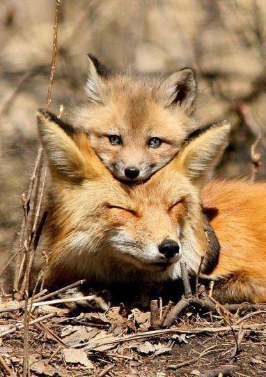 Imagining the baby fox is an adult and Fox is lying on Vixen's head because he wants to be close to her Fuchs Baby, Regnul Animal, Wild Dogs, Baby Fox, Sweet Animals, Animal Photo, Nature Animals, 귀여운 동물, Cuteness Overload