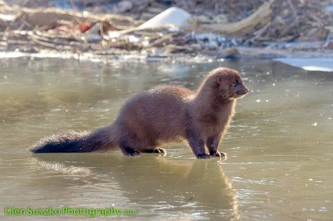 Mink Animal, Wildlife Biology, Animal Poses, Wildlife Animals, Drawing Challenge, Wildlife Photography, Art Project, Polar Bear, Biology