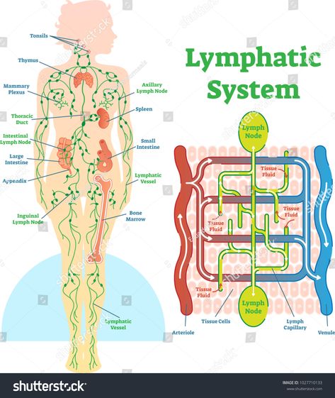 Lymphatic system anatomical vector illustration diagram, educational medical scheme with lymph nodes and tissue fluid circulation flow. #Ad , #ad, #illustration#diagram#educational#vector Thoracic Duct, Lymph Vessels, Lymph Fluid, Lymph Massage, Lymph System, Lymph Drainage, Lymph Nodes, Waste Management, Body Systems