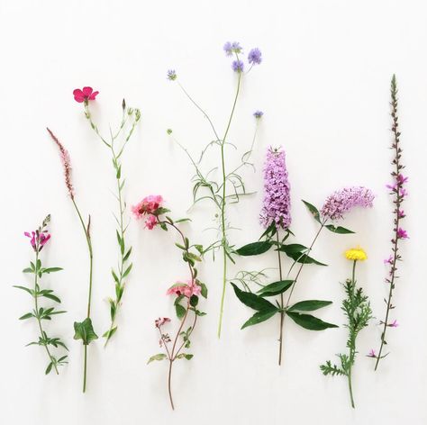 Garden flowers / photo Petite Louise Ranunculus Flowers, Flower Guide, Flowers Photo, Simple Flowers, Little Flowers, Tiny Flowers, Garden Flowers, Nature Decor, Flower Photos