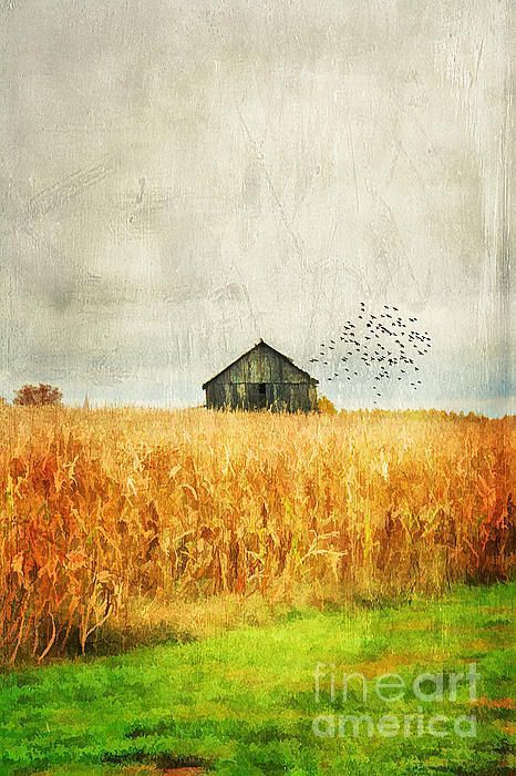 Farm Scene Painting, Corn Painting, Kentucky Art, Corn Fields, Corn Field, Fall Art Projects, Barn Painting, Barn Art, Farm Scene