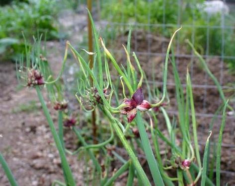 How to Grow and Harvest Egyptian Walking Onions Walking Onions, Onion Greens, Onion Garden, Green Onions Growing, Growing Onions, Onion Bulbs, Perennial Bulbs, Instead Of Flowers, Perennial Vegetables