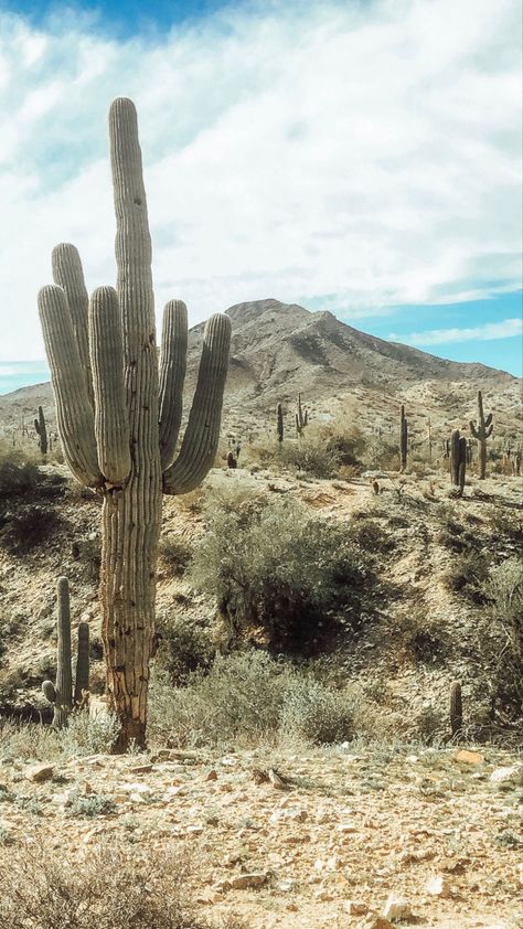 #phoenixaz #desert #cactus #landscape #arizona #aesthetic #boho #southwestern #naturephoto Tropical Desert Aesthetic, Arizona Desert Aesthetic, Desert Pics, Southwestern Aesthetic, Agave Field, Organize Phone, Cactus Landscape, Arizona Aesthetic, Desert Theme