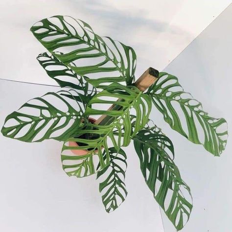 Plant Goals, Plant Fungus, Plant Book, Balcony Plants, Low Light Plants, Variegated Plants, Monstera Plant, Starter Plants, House Plants Indoor