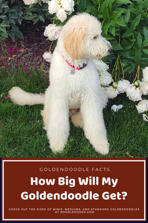 Are you wondering how big your Goldendoodle will get? Maybe you’re thinking I want a Goldendoodle but how big will it get? We can answer that question with a Mini Goldendoodle, Medium sized Goldendoodle or a Standard Goldendoodle. #goldendoodle #goldendoodlepuppy #minigoldendoodle #minigoldendoodlesize #doodledog #dogbreeds #doglover #dogfacts #doginformation Doodle Tips, White Goldendoodle, Puppy Growth Chart, Doodle Cuts, Medium Goldendoodle, Mini Golden Doodle, Huge Teddy Bears, Goldendoodle Grooming, Standard Goldendoodle