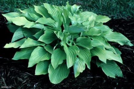 Hostas For Shade, Perennials Low Maintenance, Rose Companion Plants, August Moon, Long Blooming Perennials, Hosta Varieties, Hgtv Garden, Hosta Gardens, Full Sun Perennials