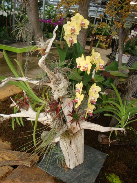 NEW! Driftwood Orchid Arrangements. Orchids On Driftwood, Orchid Care Rebloom, Orchid Garden Ideas, House Plants Hanging, Hanging Orchid, Orchids In Water, Indoor Orchids, Orchid Plant Care, Types Of Orchids