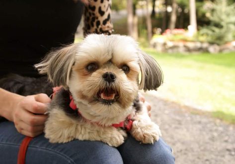 Teddy Bear Haircut, Teddy Bear Dogs, Yorkie Puppy Haircuts, Yorkie Haircut, Yorkie Hairstyles, Morkie Dogs, Shichon Puppies, Bear Dogs, Cavachon Dog