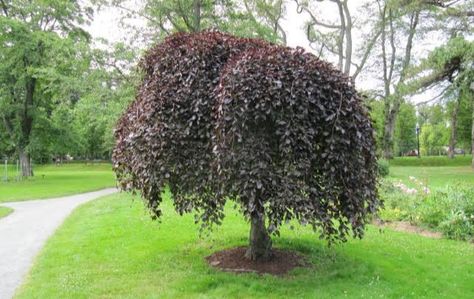 24 Types of Weeping Trees ( Small, Ornamental & Evergreen Varieties) Weeping Trees Landscaping, Ornamental Trees Front Yards, Ornamental Trees Landscaping, Ornamental Evergreen Trees, Weeping Evergreen Trees, Small Evergreen Trees, Front Yard Tree Landscaping, Small Weeping Trees, Small Ornamental Trees