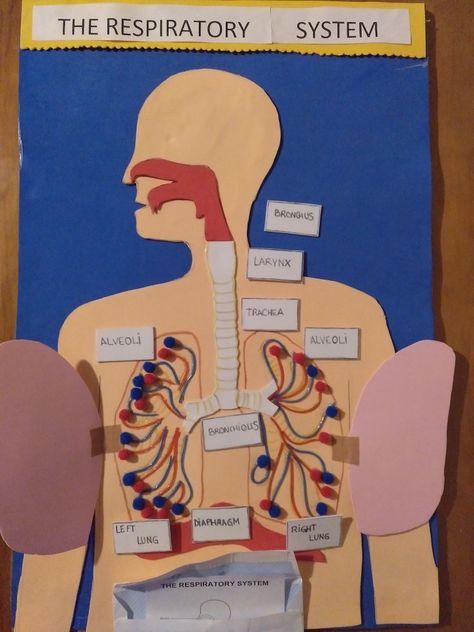 This is a game for children to learn the main parts of the respiratory system Respitory System Projects, Respiratory System Projects Poster, 3d Respiratory System Project, Respiratory System Poster, Parts Of The Respiratory System, Respiratory System Model, Anatomy Games, Respiratory System Projects, Respiratory System Activities