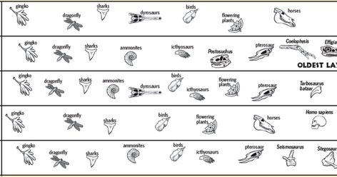 The history of life on Earth is recorded in the planet's rock layers. Try your hand at reconstructing geologic history with this fossil-filled puzzle. Fossil Layers, Dinosaurs Activities, Fossils Lesson, History Of Life On Earth, Dinosaur Worksheets, Rock Layers, Fourth Grade Science, Monkey Crafts, American Museum Of Natural History