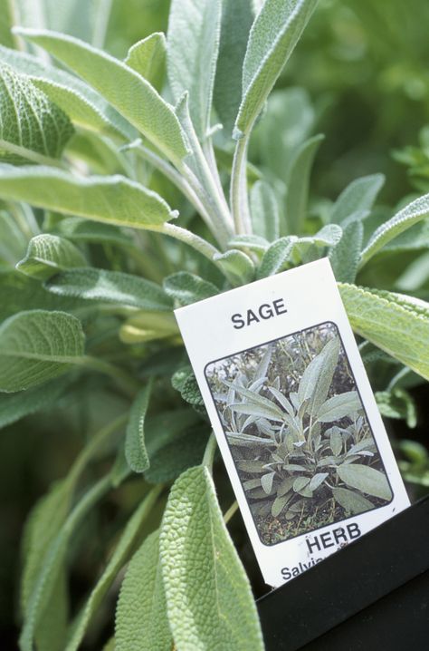 Sage may be useful in reducing the size of a lipoma. Cleveland Sage, Salvia Clevelandii, Culinary Dishes, Growing Sage, Sage Herb, Sage Tea, Sage Plant, Salvia Officinalis, Herb Garden In Kitchen