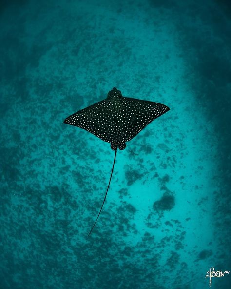 XTAR Dive Lights   Cute baby eagle ray with beautiful pattern. 📷: @spoon_ocean_photography Eagle Ray Painting, Sting Ray Photography, Sting Ray Aesthetic, Stingray Pictures, Baby Stingray, Micro Realism, Giant Manta, Sting Rays, Stingray Fish