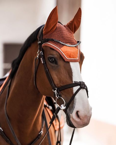 Bay Horse Aesthetic, Warrior Horse, Aesthetic Sport, Horses Beautiful, Horse Riding Aesthetic, Red Bay, Horse Facts, Equestrian Aesthetic, Bay Horse