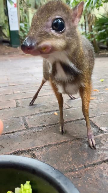 Mouse Deer, City Nature, Funny Deer, Deer Photos, Nature And Animals, Funny Mouse, Amazing Animal Pictures, Cute Small Animals, Australian Flora