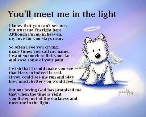 You'll meet me in the light Ancestors Quotes, Quotes Rainbow, Pet Poems, Puppy Quotes, Dog Poems, Loss Of Pet, Dog Sympathy, Heaven Quotes, Dog Loss