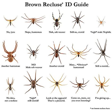 Because we ALL have a friend who came to us with a blurry photo and asked “Hey, is that a brown recluse?” / Here’s a way to remind people around you that not every brownish spider is a medically-significant brown recluse. / Note: there’s not a single recluse on this image, not even close. • Also buy this artwork on wall prints, apparel, stickers, and more. Spider Identification Chart, Spider Identification, Recluse Spider, Brown Recluse Spider, Bug Spray Recipe, Types Of Spiders, Get Rid Of Spiders, Brown Recluse, Survival Skills Life Hacks