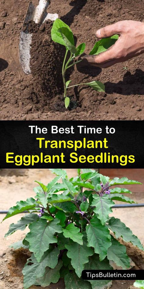 Find out how to grow eggplant seed and transplant eggplant so your eggplant seedling grows healthy. Learn about the correct soil to plant eggplant, and care including protecting from pests like the flea beetle so you succeed in planting eggplant. #transplant #eggplant #seedlings Planting Eggplant, Plant Eggplant, Grow Eggplant, Growing Eggplant, Eggplant Plant, Nightshade Plant, Eggplant Varieties, Homestead Lifestyle, Eggplant Seeds