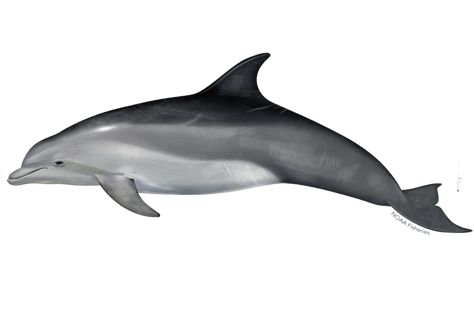 Common Bottlenose Dolphin, Deepwater Horizon Oil Spill, Dolphin Facts, Dolphin Decor, Deepwater Horizon, Dolphins Tattoo, Ocean Unit, Bottlenose Dolphin, Coastal Retreat