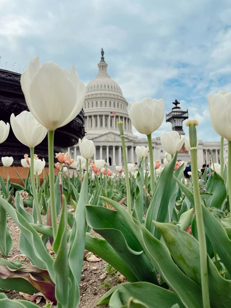 Washington Dc Night Aesthetic, D.c. Aesthetic, Georgetown Dc Aesthetic, Dc Aesthetics Washington Dc, Washington Dc Spring, Washington Dc Aesthetic, Dc Aesthetic, 1960s Aesthetic, Good Morning Usa