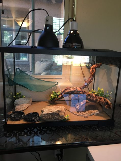 Bearded dragon terrarium habitat Bearded Dragon Tank Setup, Bearded Dragon Setup, Diy Bearded Dragon Enclosure, Bearded Dragon Vivarium, Bearded Dragon Terrarium Ideas, Dragon Terrarium, Bearded Dragon Tattoo, Bearded Dragon Diy, Dragon Pet