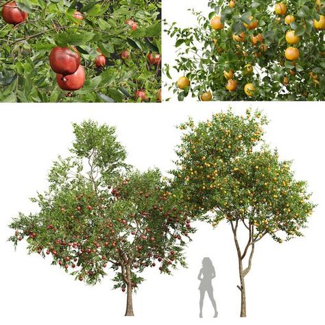 Citrus Sinensis Orange Arancio and Punica Granatum Pomegranate Pomegranate Analogy, Russian Pomegranate Tree, Miniature Orange Tree, Pomegranate Orchard, Orange Grove, Citrus Sinensis, Material Library, Pomegranate, Orange